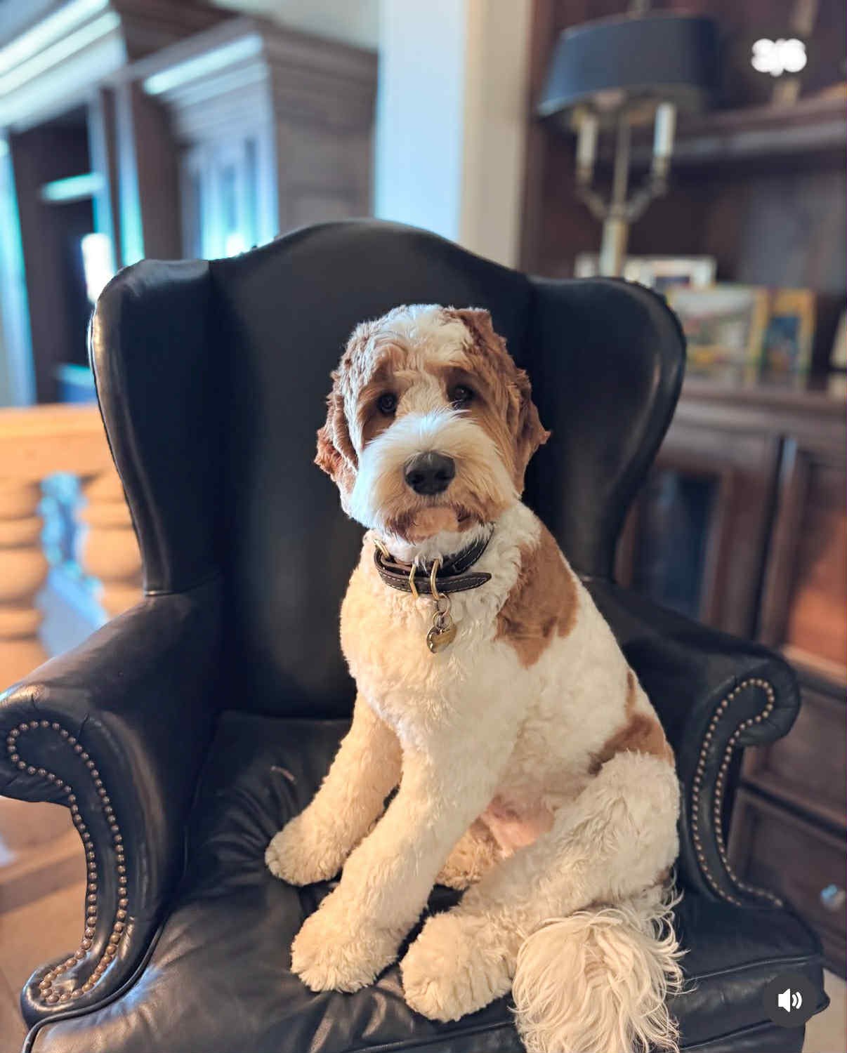 OUR DADS — WELCOME HOME DOODLES Multigeneration Australian